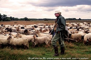 Mat 2631 : Drenthe, Heide, Herder, Schaapskudde